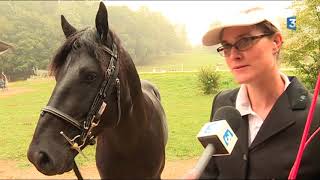 Ariège : le cheval de Merens apprécié des centres équestres