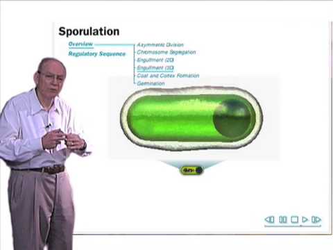 What type of hemolysis is Bacillus subtilis?