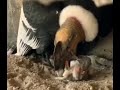 Nace el primer Cóndor de los Andes en el Aviario  Nacional.