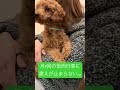 トイプードル🐶レオン　　動物病院での待ち時間、一生震える…