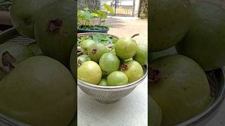 പേരക്ക വെച്ച് mojito 0 ഉണ്ടാക്കാം😍 | guava mojito ❤️#shortvideo #mojito #guava #happy #viral