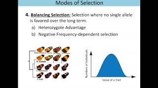 Bio111: Balancing Selection