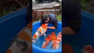 Can I kiss a Jumbo Koi Fish #koi #koifish #nishikigoi #koipond #koifarm