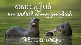 നീർനായ ശല്യം അതിരൂക്ഷം