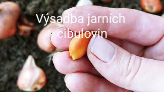 Jak na výsadbu jarních cibulovin