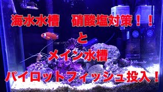 海水水槽　硝酸塩対策とメイン水槽　パイロットフィッシュ投入