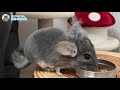 【マニア必見】これまで集めたチンチラの毛で大きな毛玉ができた！funny and cute chinchilla