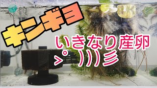 金魚がいきなり産卵　～状況報告と対策～