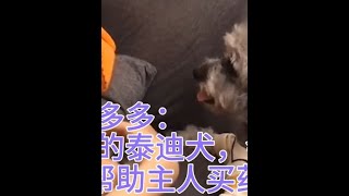 网红多多，神奇的泰迪犬，会写字，会做数学题，会帮主人买药