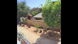 WATCH: Bradbury Teen Takes On Mama Bear In Backyard