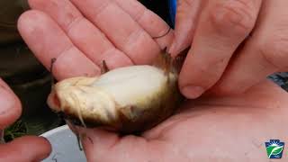 Susquehanna University Researchers Demonstrate Electrofishing to Assess Turtle Creek