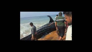 Rescue for BLUEWHALE in poonthura seashore full video 🐳🐋