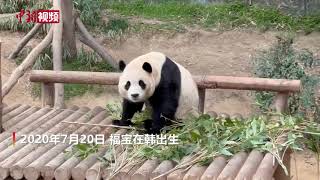 饭量竟比父母都大！来看旅韩大熊猫“福宝”的悠闲一天