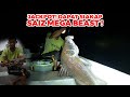 Epic River Fishing Surprise! Hooked a GIANT Barramundi While Targeting Catfish!  |  Jackpot SIAKAP !