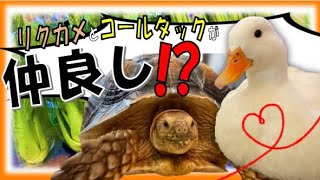 【ふれあいカフェ】アニマルクックズーをもっと楽しむ方法〜えさやり編〜  How to enjoy Animal cook\