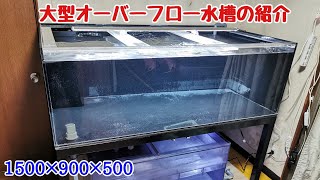 ろ過能力も高い！4面ブラックの1500×900×500オーバーフロー水槽を紹介！【アロワナ水槽】