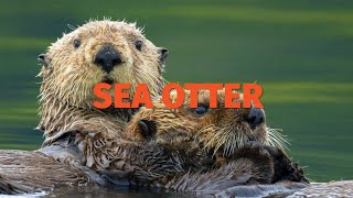 NATIONAL WILDLIFE WEEK 2023: SEA OTTER/PACIFIC MARINE