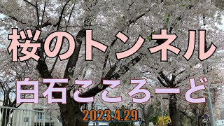 【白石こころーど】桜満開の桜のトンネル