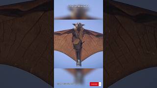 Acerodon Jubatus | A Megabat of the Philippines #shorts #animalplanet #wildlife