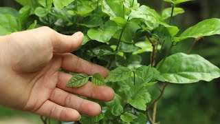 4月茉莉花长出新芽后，最怕遇到“它”，难怪到花期时开花总是少