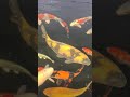 Elite Koi Collection - Ki Utsuri from Maruhiro