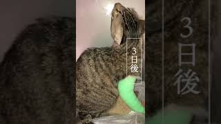 着地失敗して骨折～手術した元捨て子猫の一か月。　#shorts