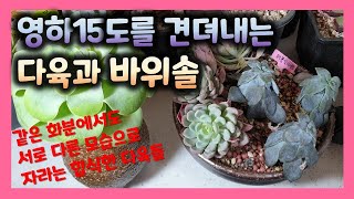 합식한 화분에서 길렀는데도 냉해를 입은 다육 퍼플딜라이트와 잘 자라는 바위솔