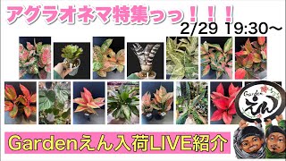 【観葉植物・多肉植物】アグラオネマ特集！入荷LIVE紹介！Gardenえん大阪　#gardenえん #aglaonema