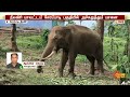 bullet elephant wild elephant atrocities nilgiris kumki elephant sun news