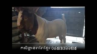 ពូជពពែ​ប៊រ