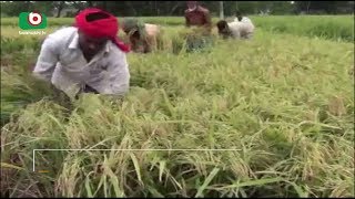 ফরিদপুর-জয়পুরহাটে বোর ধানের ফলন ভালো; কৃষকের মুখে হাসি | Boro Pady Production | Babu | 22May18