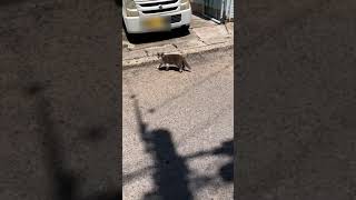 #16【奄美】オオシマトカゲに追われる猫　An Ohshima lizard chases a cat