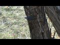 montana birds red breasted nuthatch pecking nest hole