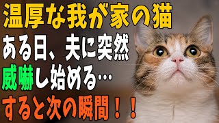 【猫の不思議な話】うちの猫は家族が帰ってきたときに、甘えたり避けたり態度が違う。ある日、帰ってきた夫に突然、威嚇をはじめると…次の瞬間！！【朗読】【猫】【感動】