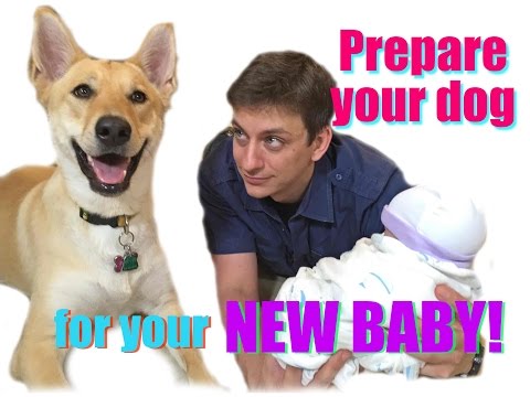How to Prepare your Dog for your New Baby! How to Prepare your Dog for your New Baby!