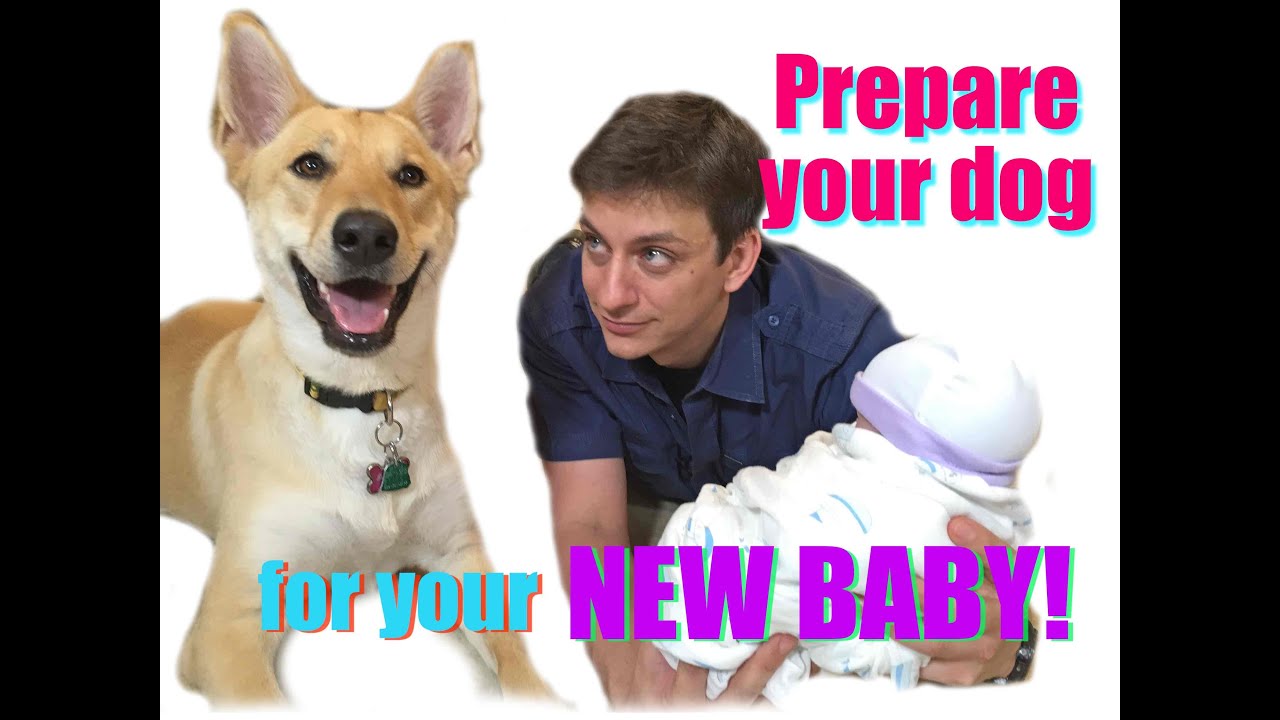 How To Prepare Your Dog For Your New Baby! - YouTube