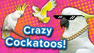 Crazy Cockatoos! // Funny Animal Compilation
