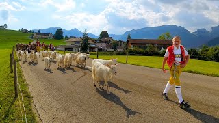 Schönste Alpabfahrt | Öberefahre Geissen Ross Lediwagen Appenzell | Kühe Ziegen Pferd Alpabzug