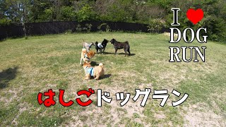 【甲斐犬】I LOVE DOG RUN【はしごドッグラン】