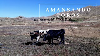 ASÍ AMANSAMOS TOROS PARA EL TRABAJO DE CAMPO EN BOLIVIA by VÍCTOR RODRÍGUEZ