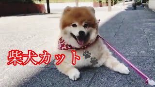 デカポメ🐾柴犬カット✂️🐾 11㌔ポメラニアンえびす★44 ★ Pomeranian