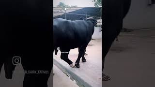 BADAL BULL NILI RAVI (ABC VEERAVALLI ) MOTHER RECORD-- 26 kg. #farmer #dairy #milk