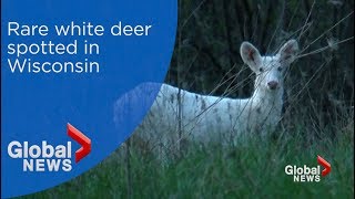 Rare white deer spotted in Wisconsin