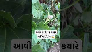 આવી દૂધી તમે કયારે નહીં જોઈ હોય 😱 #viral #trending #ViralVideo #Reels #funny