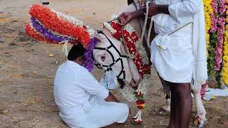 ಪಟ್ಟಲದಮ್ಮ ದೇವಸ್ಥಾನಕ್ಕೆ ಗುಡ್ಡದ ಪಡೆಯುವುದು ಅಥವಾ ಅರ್ಚಕರ ಆಯ್ಕೆ ತಲಕಾಡು ಗ್ರಾಮ