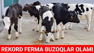 REKORD FERMA No1. BUZOQLAR OLAMI MASHAOLLOH QONI TOZA BUQACHALA ZOTGA ZO‘R. ☎️939345757☎️900496565