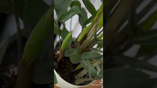 Как быстро может расти замиокулькас. how fast can grow zzplants#замиокулькас #zzplant  #suculentas