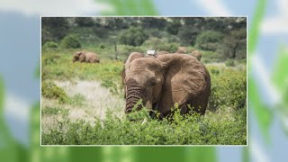 Zöldközelben: Magyar találmány az afrikai orvvadászok ellen (2021.06.28.)