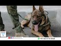 സൂം എന്ന ധീരനായ ശ്വാനൻ indian army s assault dog zoom samudra vision kollam