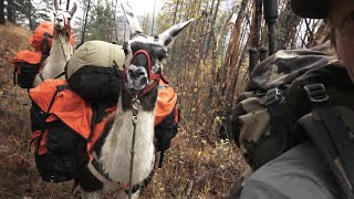 Backcountry Camping! Llamas Vs Horses - Hunting Gear Review